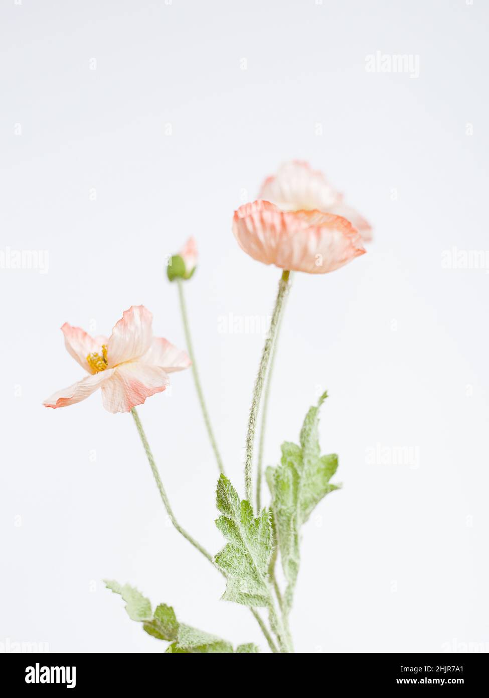 Fiori di papavero rosa su sfondo bianco Foto Stock