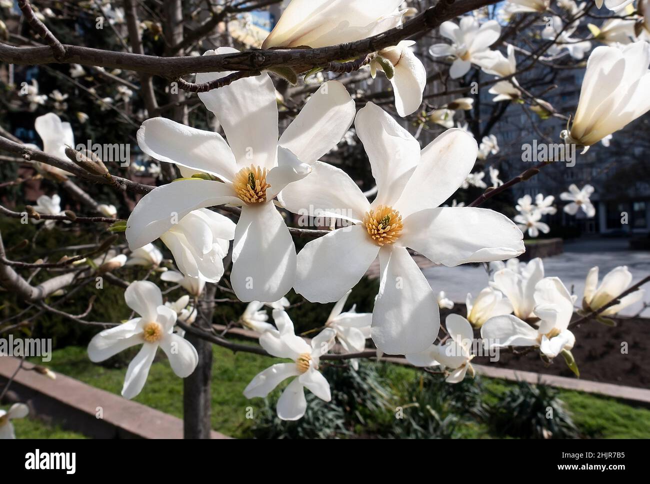 Fiori bianchi di magnolia Stellata in primavera nel vivaio in vendita. Primo piano. Coltivazione e vendita di piante riproduttrici. Delicati fiori di magnoli Foto Stock