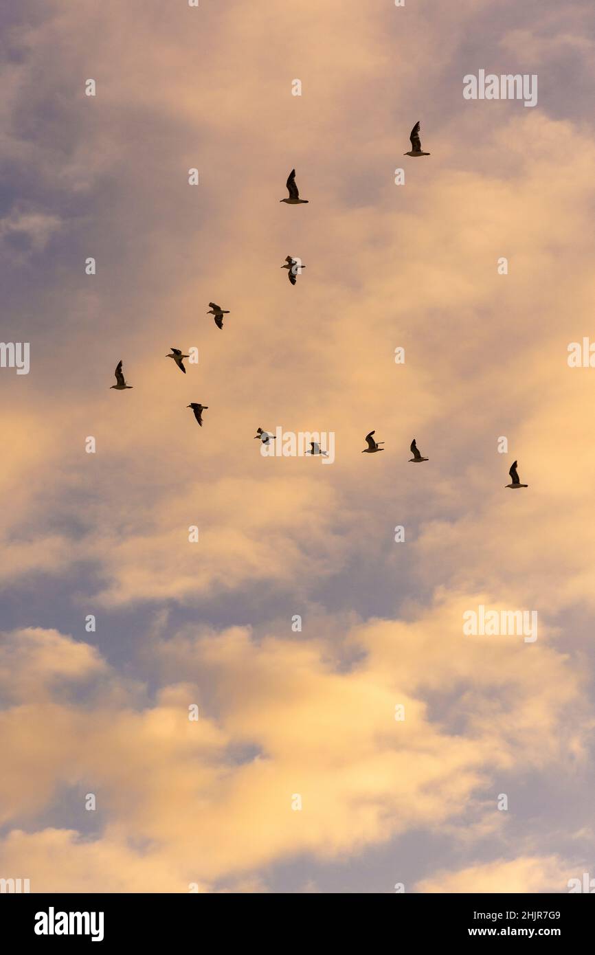 Splendida vista sui gabbiani che volano in formazione sul cielo del tramonto Foto Stock