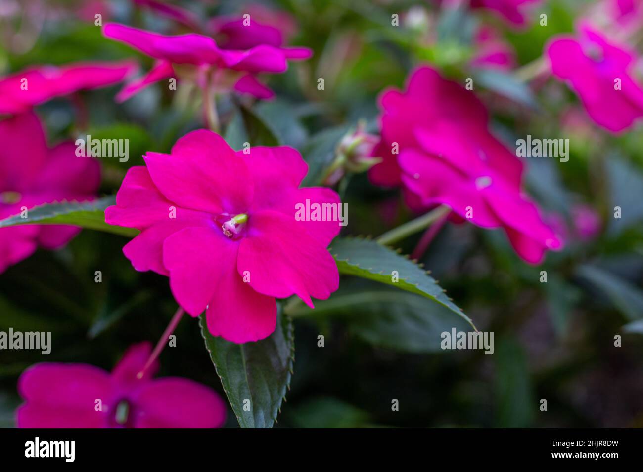 Rosa Impatiens fiori in fiore all'aperto in giardino, primo piano Foto Stock
