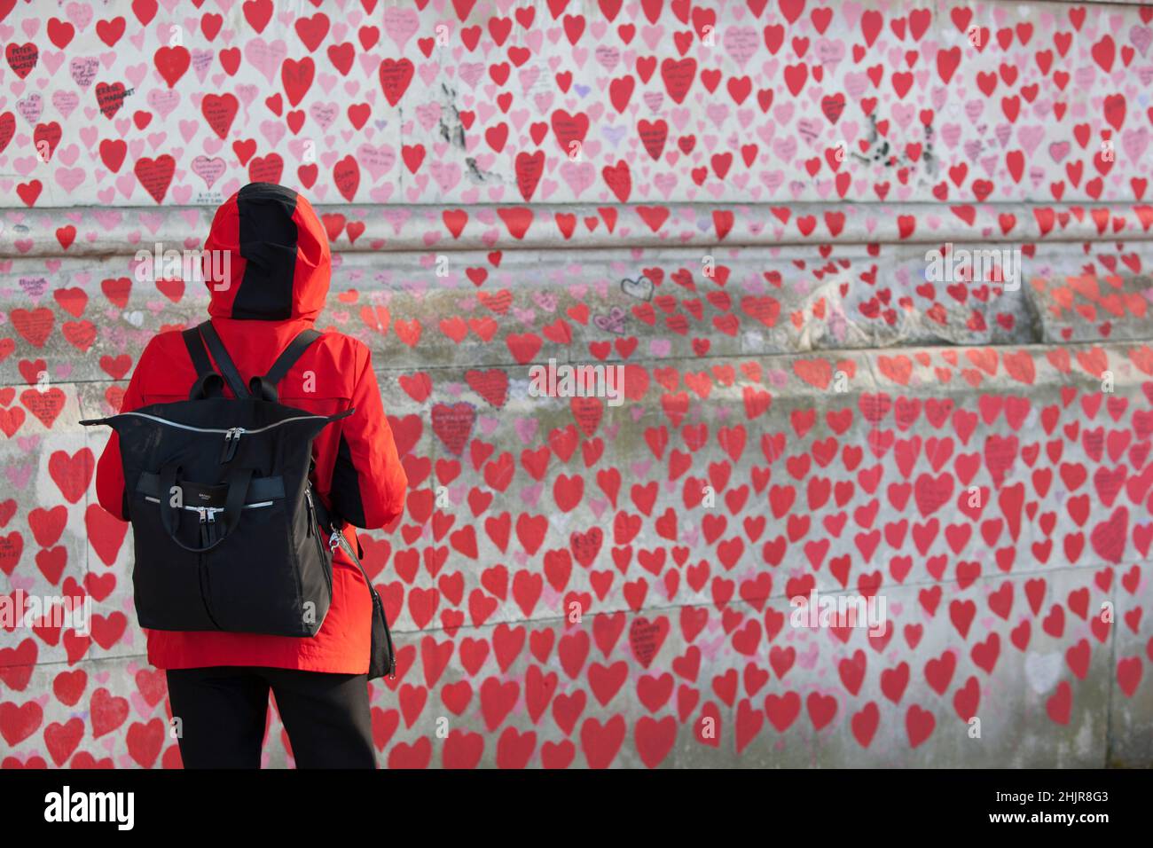 Londra, UK, 31 gennaio 2022: Il National Covid Memorial Wall, sulla riva sud del Tamigi, in cui ogni persona che è morta nella pandemia è rappresentata da un cuore rosso, è un sito importante per le famiglie che hanno perso i propri cari. Il memoriale si trova proprio di fronte alle Camere del Parlamento, dove il primo ministro Boris Johnson sta parlando questo pomeriggio circa i risultati della relazione elaborata dal funzionario sue Gray circa le violazioni delle leggi di blocco a 10 Downing Street durante la pandemia di coronavirus. Anna Watson/Alamy Live News Foto Stock