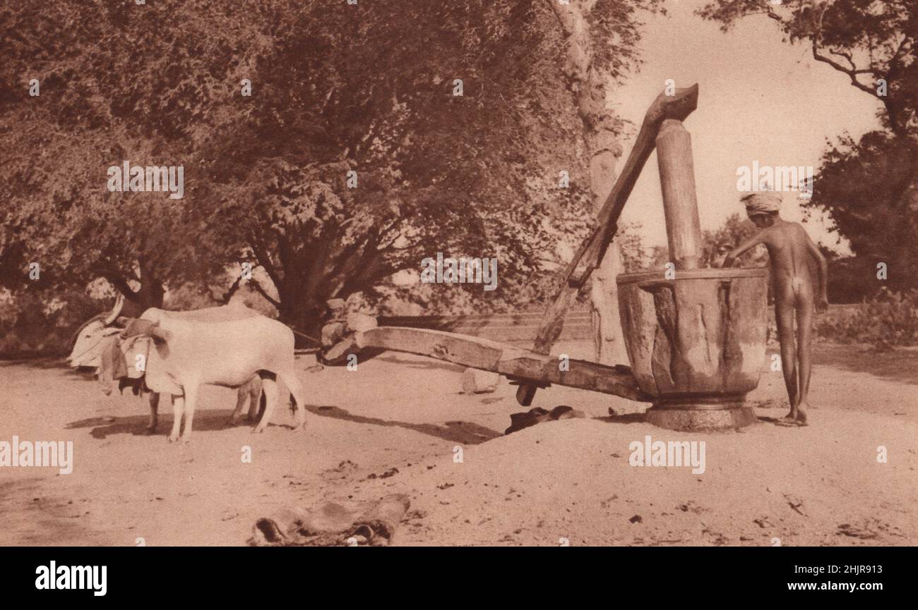 Questa pressa grezza, il potere fornito da un giogo di bullocks, usato dal segot, o contadino, per schiacciare i semi di petrolio. India (1923) Foto Stock