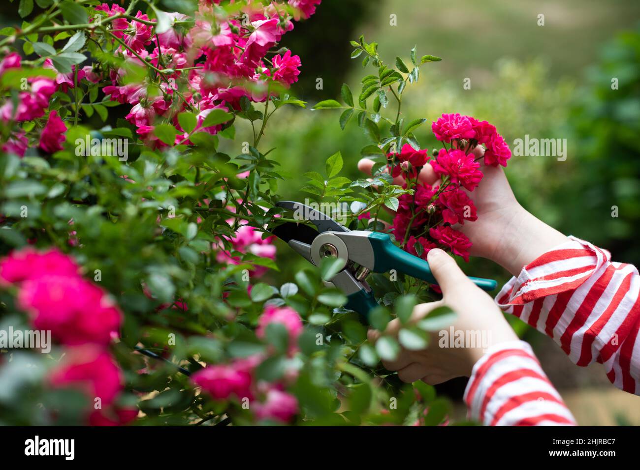 Vista ravvicinata di una ragazza che taglia i fiori di rosa nel suo giardino. Foto Stock