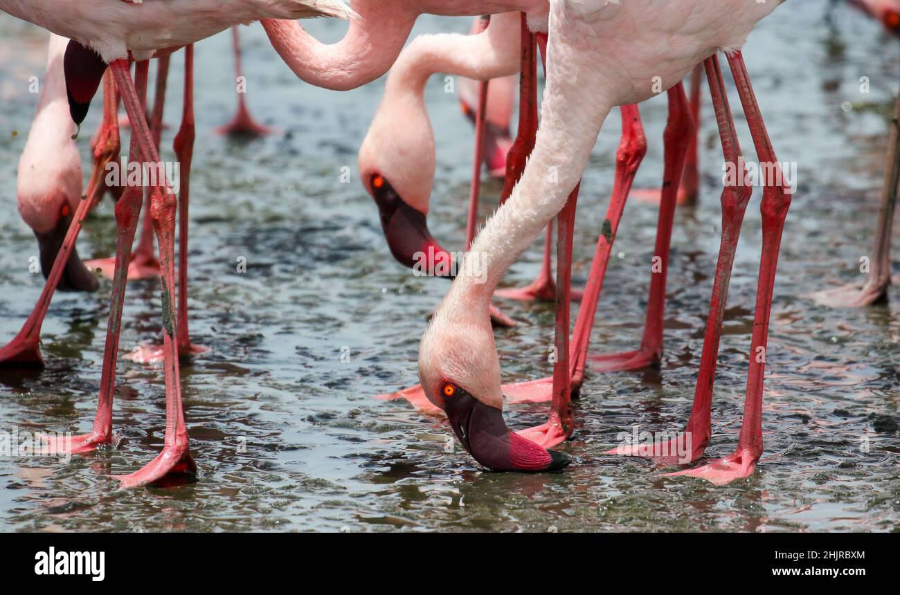 Alimentazione filtro Flamingos minore, Baia di Walvis, Namibia Foto Stock