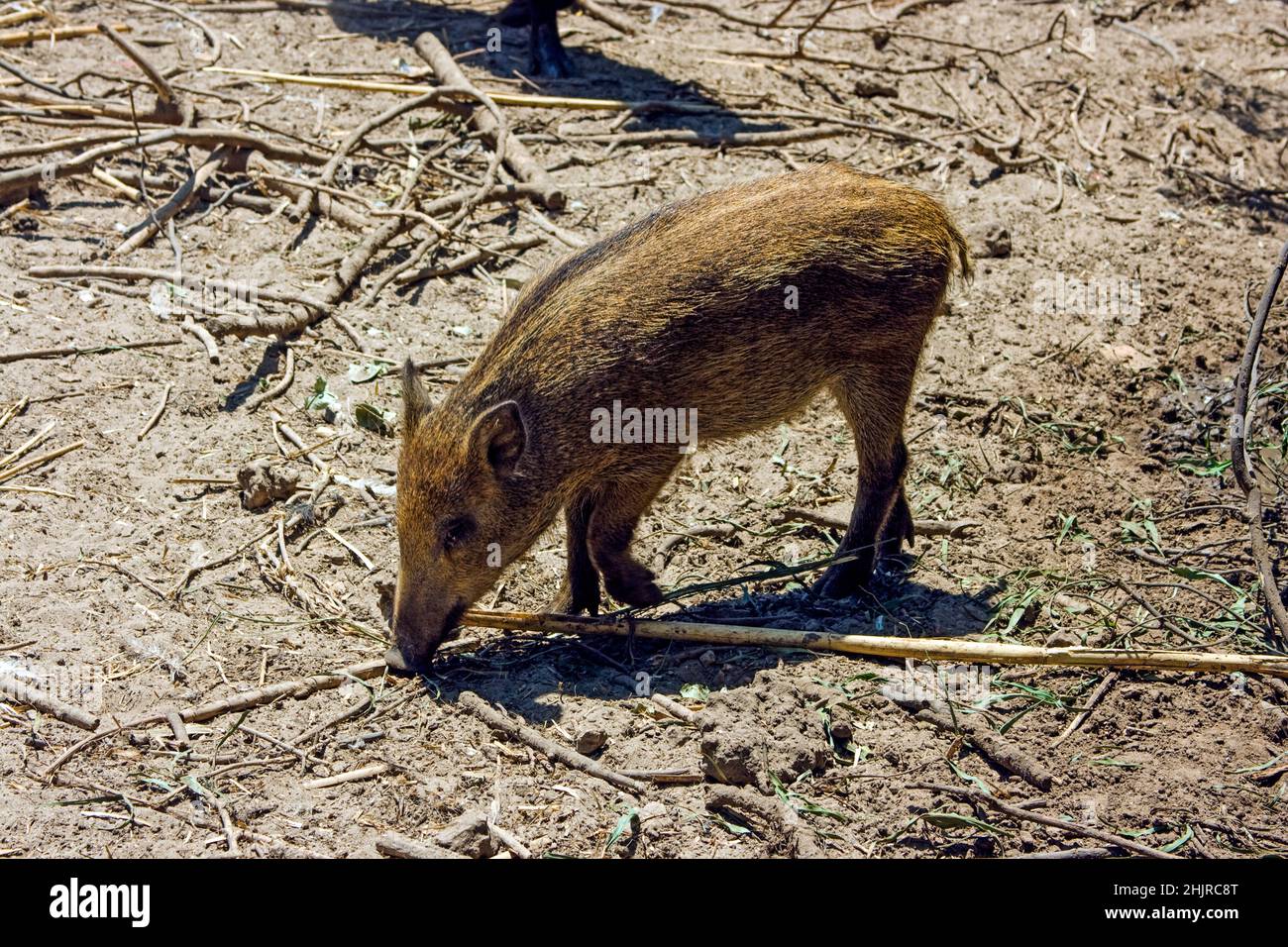 Cinghiale (Sus scrofa), noto anche come suini selvatici, suini selvatici comuni, suini selvatici eurasiatici o semplicemente suini selvatici Foto Stock