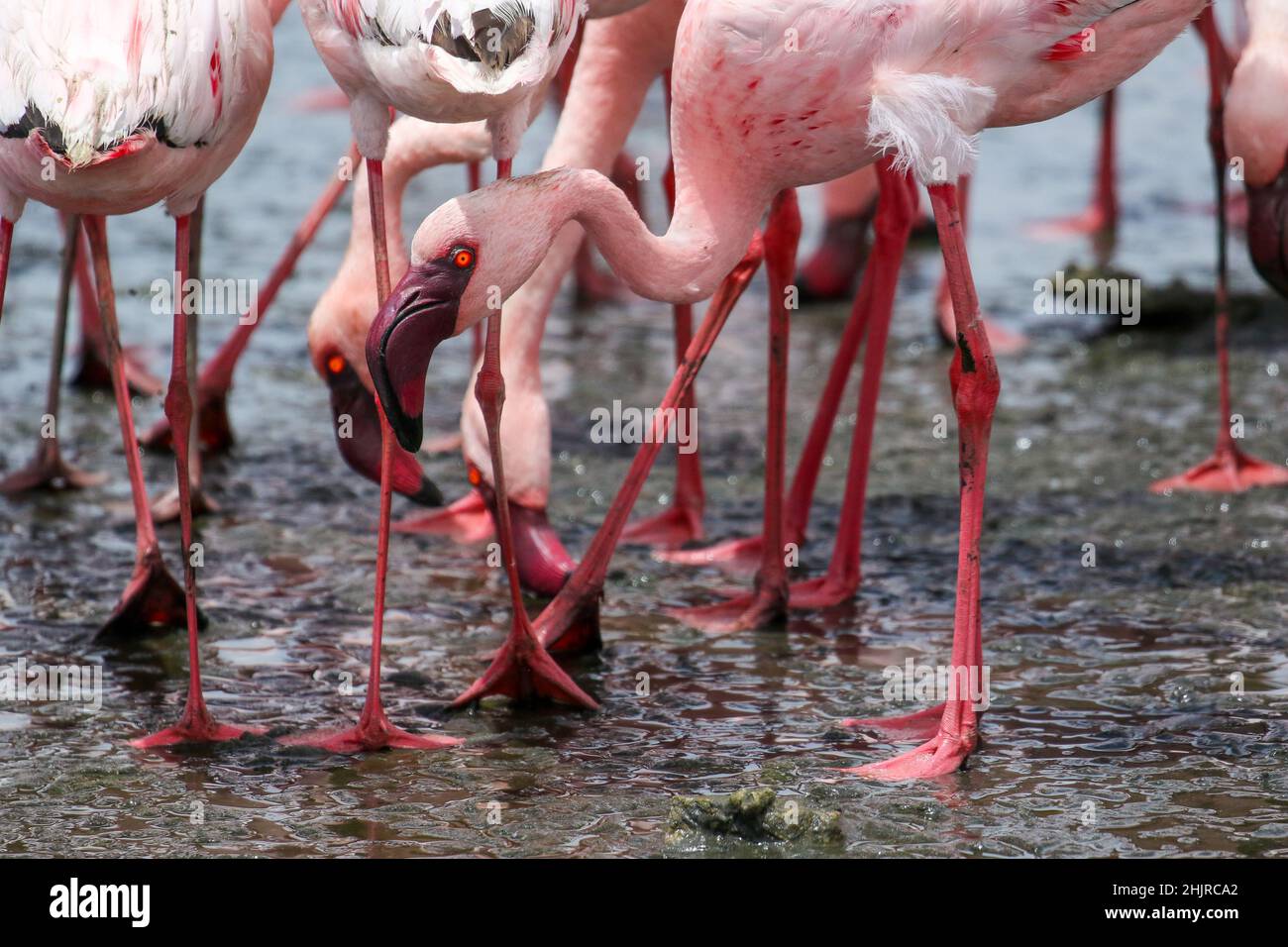Alimentazione filtro Flamingos minore, Baia di Walvis, Namibia Foto Stock