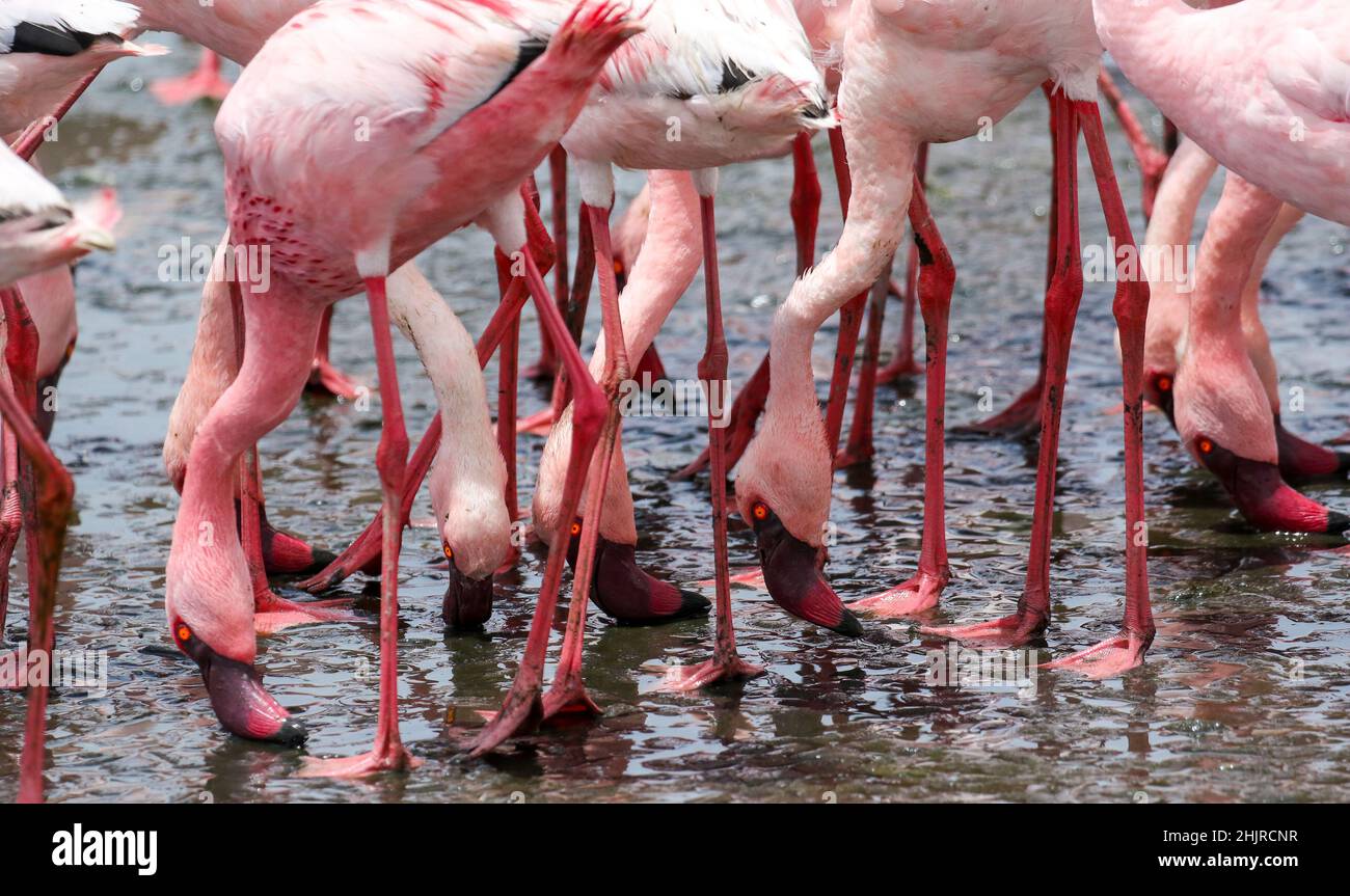 Alimentazione filtro Flamingos minore, Baia di Walvis, Namibia Foto Stock