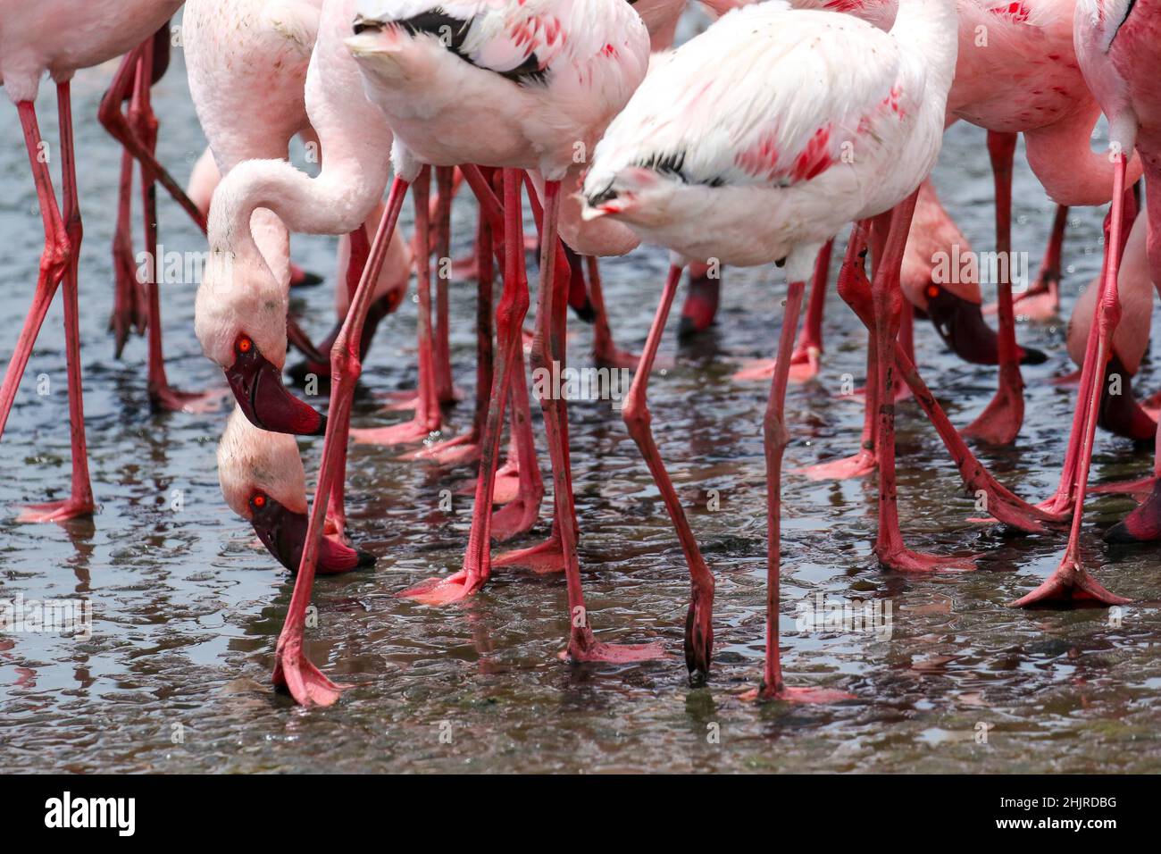 Alimentazione filtro Flamingos minore, Baia di Walvis, Namibia Foto Stock