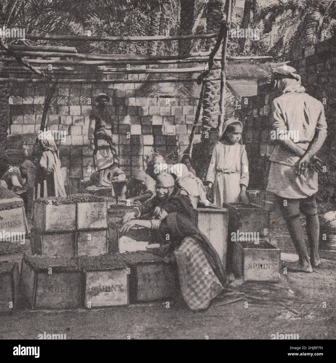 Data industria della Mesopotamia: Date di imballaggio per l'esportazione. Iraq. Mesopotamia (1923) Foto Stock
