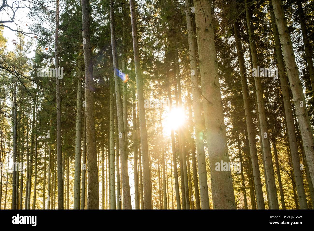 Kielder Inghilterra: 13th gennaio 2022: Tronchi di alberi alti con il sole d'inverno dorato che peping attraverso Foto Stock
