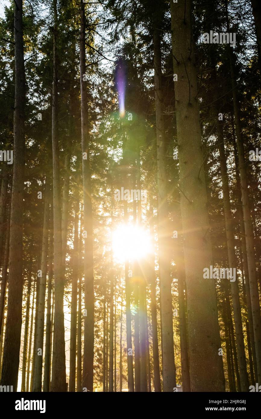Kielder Inghilterra: 13th gennaio 2022: Tronchi di alberi alti con il sole d'inverno dorato che peping attraverso Foto Stock