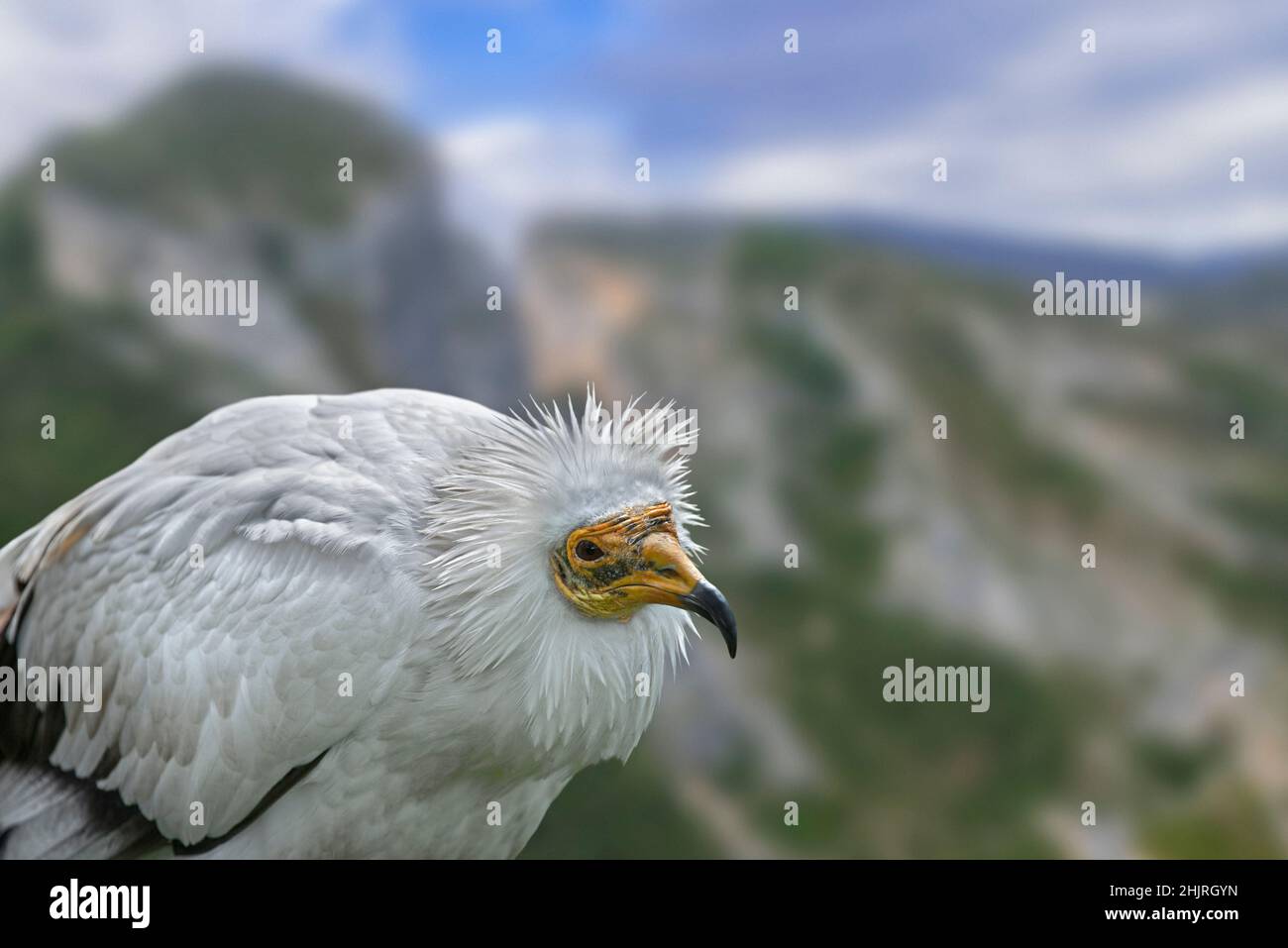 Avvoltoio egiziano / avvoltoio bianco (Neophron percnopterus) ritratto close-up Foto Stock