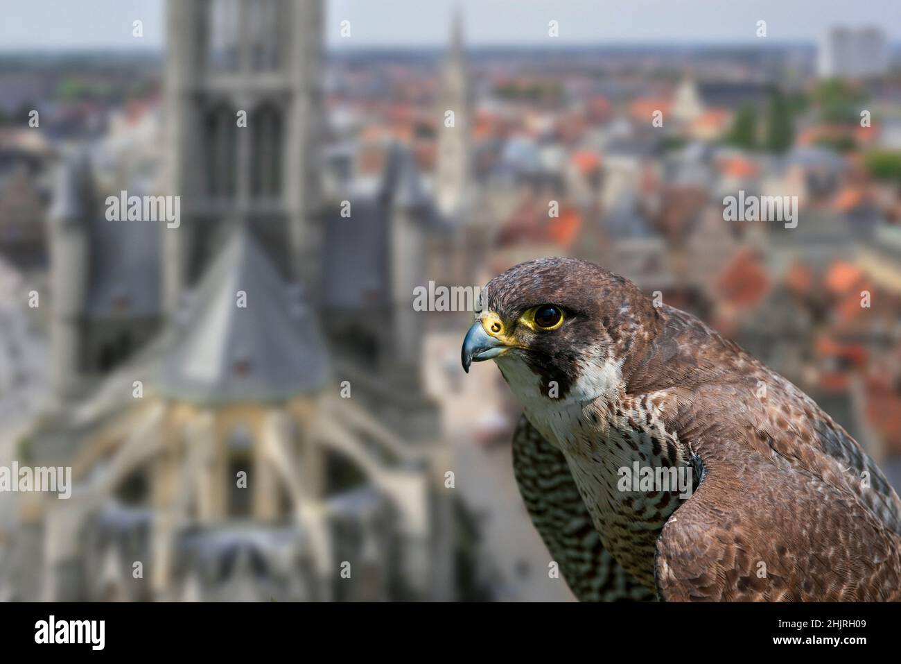 Falco di Peregrine (Falco peregrinus) ritratto in primo piano di femmina arroccato sulla torre della chiesa nella città europea Foto Stock