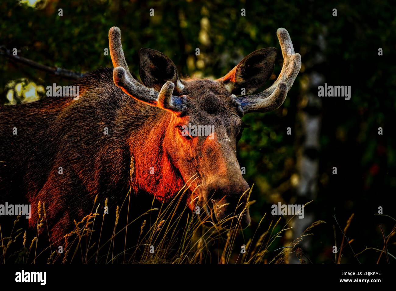 Moose bull si nasconde nelle ombre della sera. Foto Stock