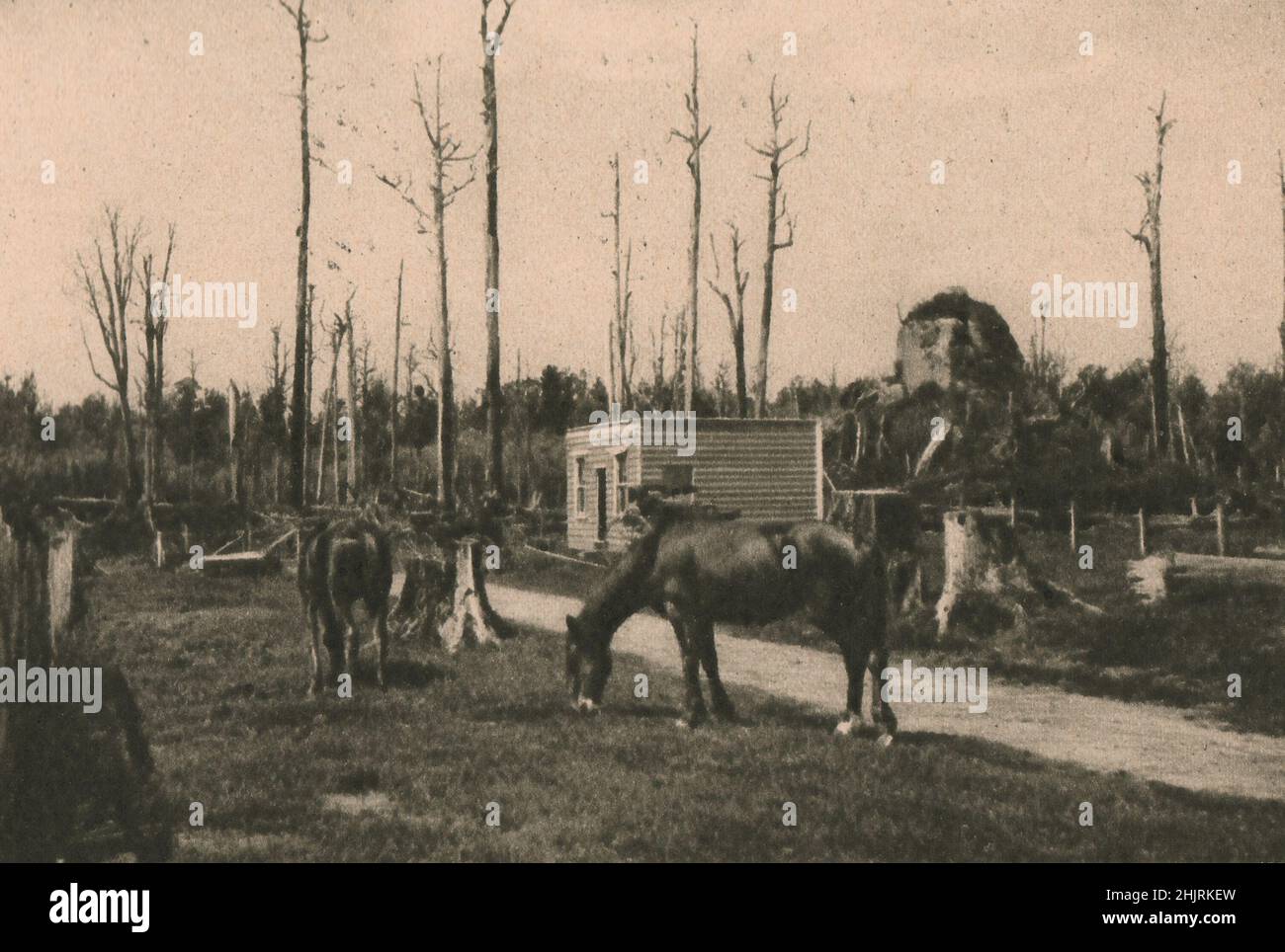 Gli alti scheletri e i ceppi di alberi "ad anello" mostrano il progresso nel compito di liberare questo terreno. Nuova Zelanda (1923) Foto Stock