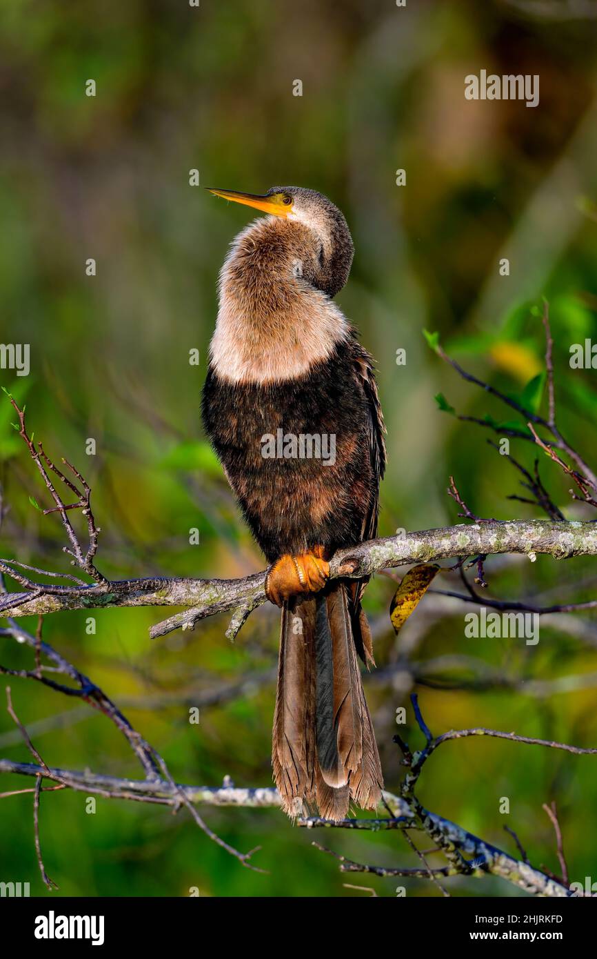 Anhinga Foto Stock