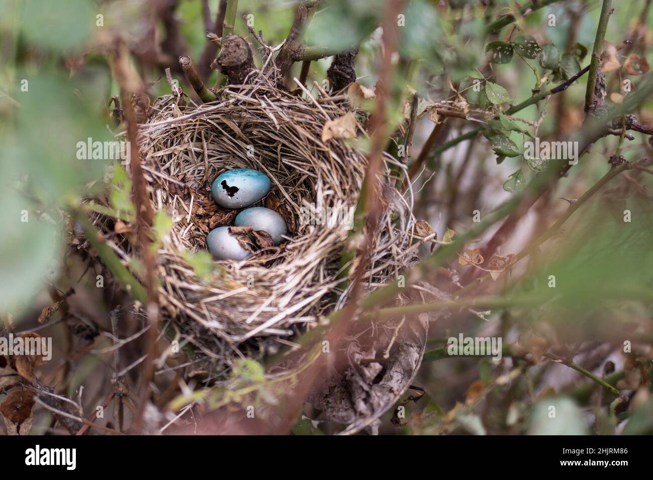Camminando attraverso il giardino e notato questo nido abbandonato del robin con alcune uova rimanenti. Foto Stock
