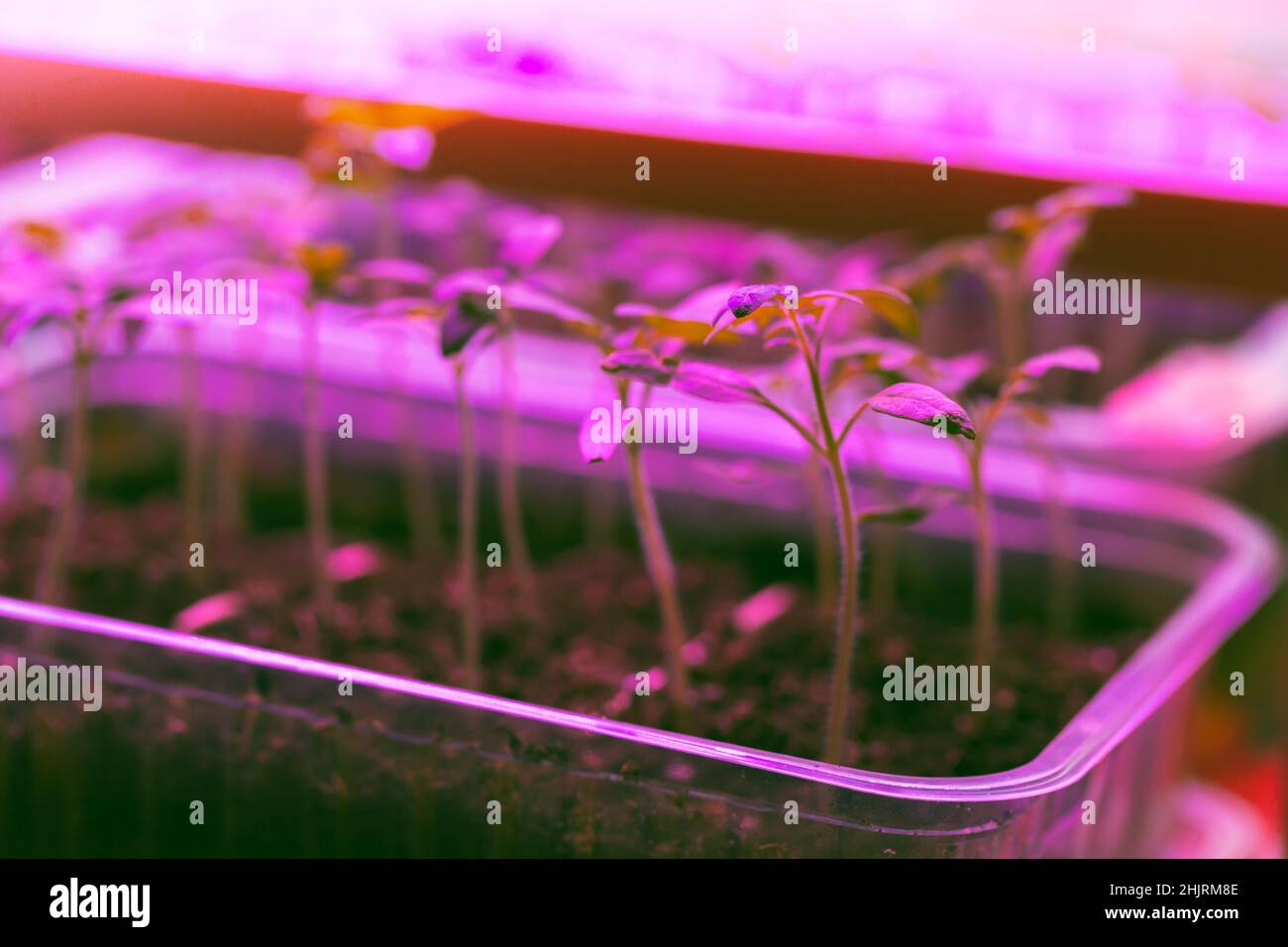 Le piantine di piante piccole crescono in scatola di plastica sotto la lampada a spettro intero del phyto. Foto per l'agricoltura interna con messa a fuoco selettiva morbida Foto Stock