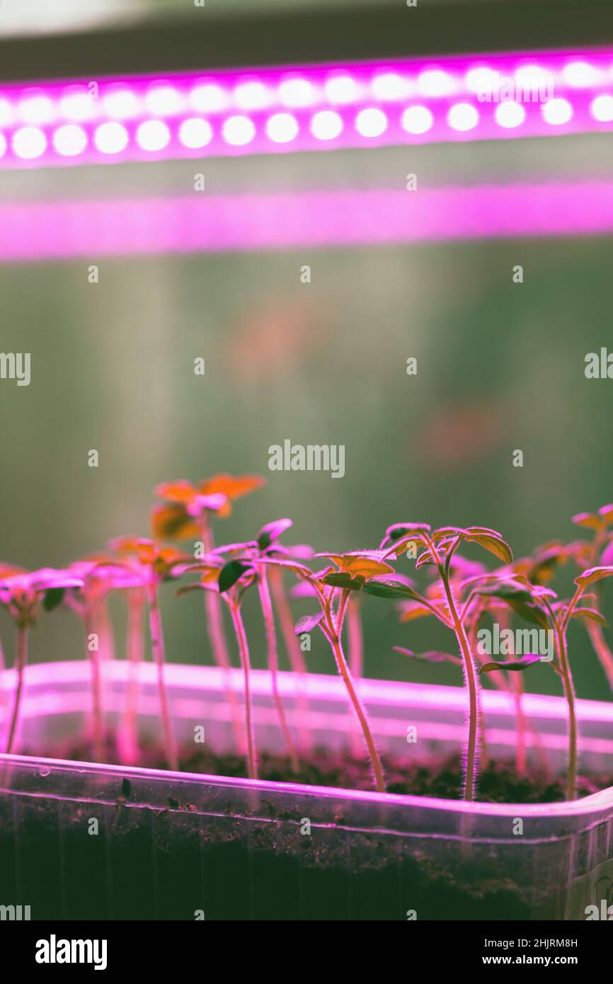 Piantine di piante crescono in scatole di plastica a casa sotto fito lampada a spettro completo. Illuminazione per agricoltura interna, foto verticale Foto Stock