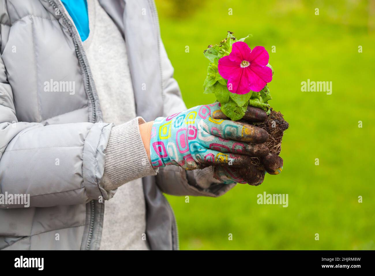 Il giardiniere tiene il fiore della petunia, la foto di primo piano con la messa a fuoco selettiva Foto Stock