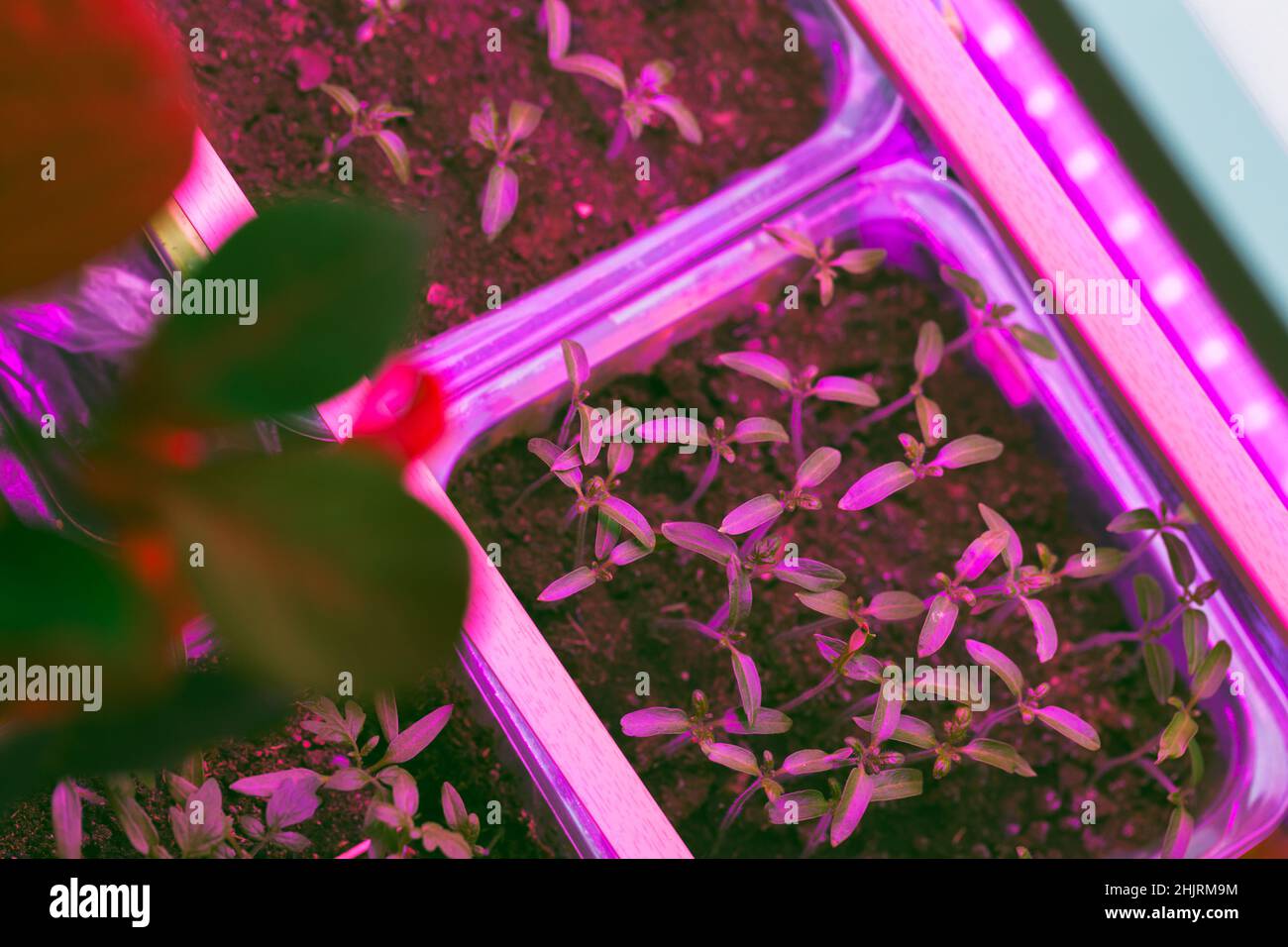 Piantine di piante crescono in scatole di plastica sotto illuminazione phito lampada. Vista dall'alto. Agricoltura indoor Foto Stock