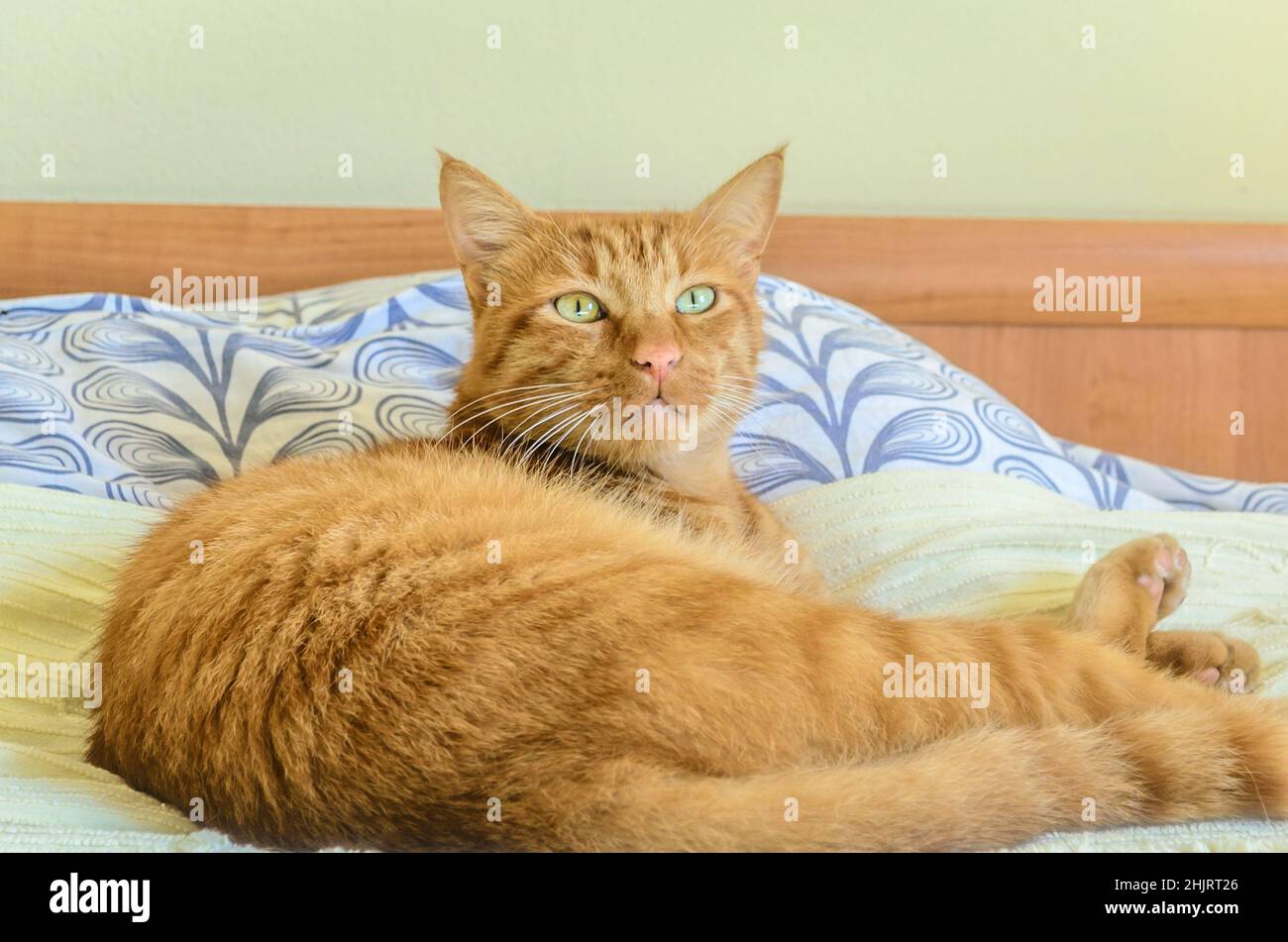 Carino marrone gatto domestico rilassante sul letto alla sua casa del proprietario. Bellissimo animale domestico soffice che staring a qualcosa con Curiosity Foto Stock
