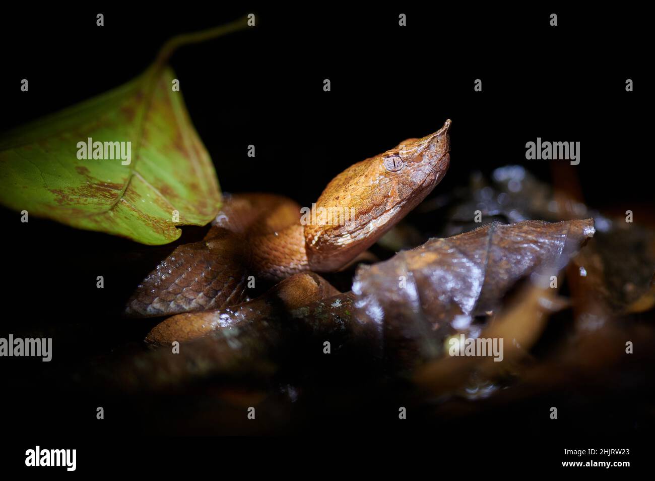 Pitviper (Porthidium nasutum), Mequenque Eco Lodge, Costa Rica, America Centrale Foto Stock