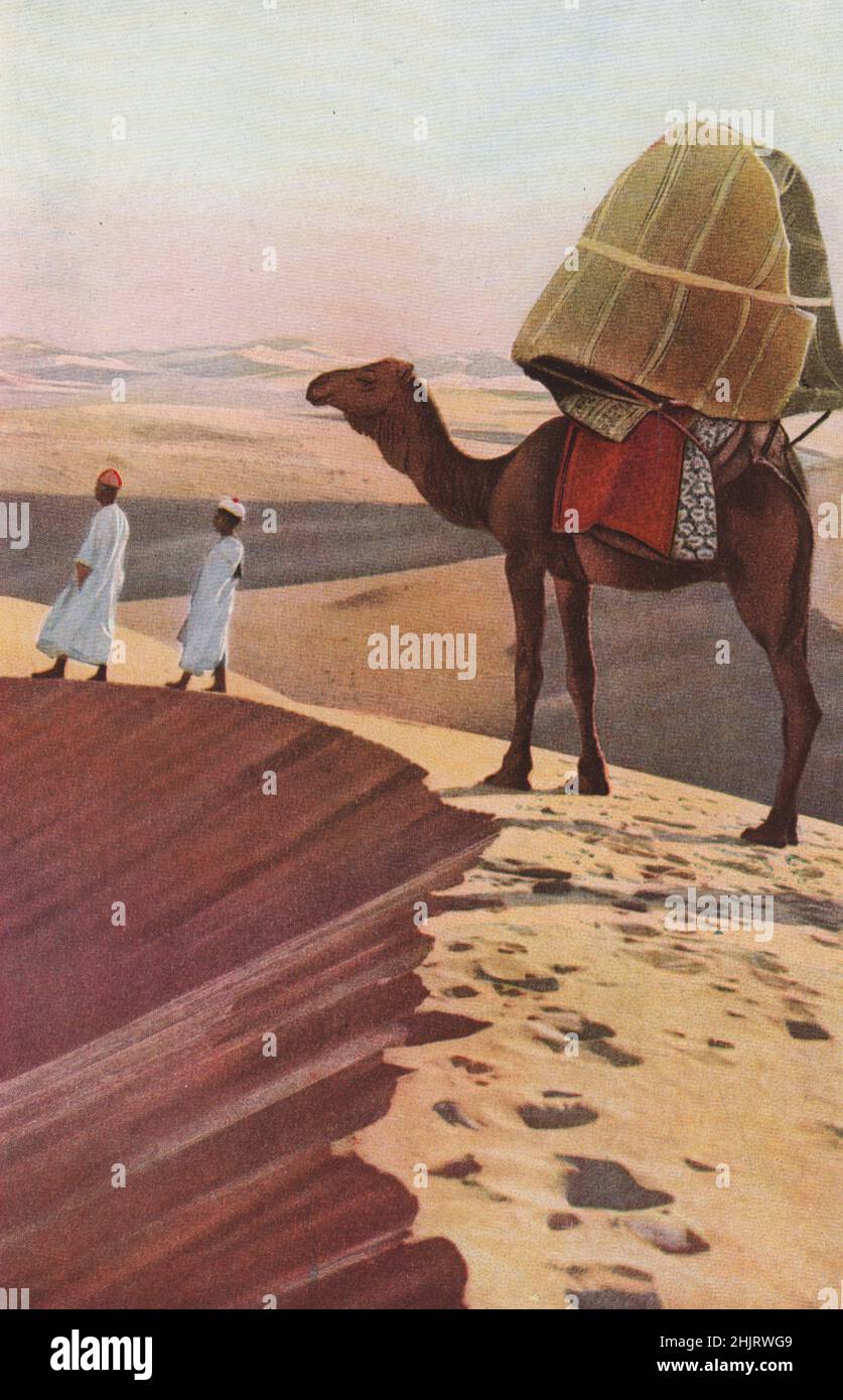 SAHARA. Immuta all'interno della lettiera verde che ondita perilamente da un lato all'altro, una donna dell'Islam è portata attraverso il deserto. Nord Africa (1923) Foto Stock