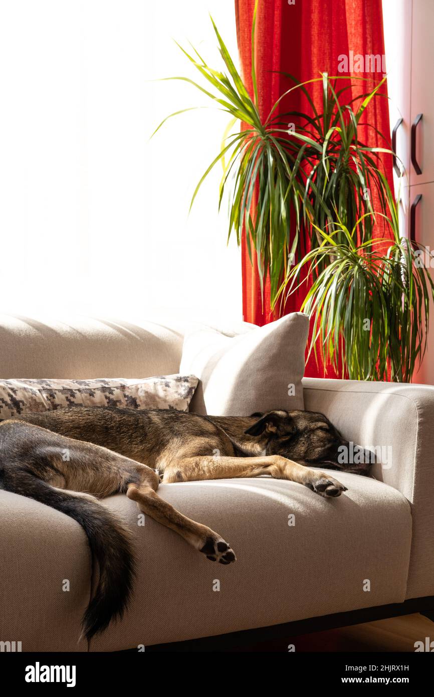 Cane rilassante sul divano a casa, cane addormentato sul divano Foto Stock
