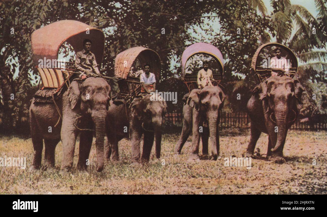 Gli elefanti, considerati come proprietà speciale del re, vagano senza lasciare le pianure, creando caos tra le colture. Thailandia. Siam (1923) Foto Stock