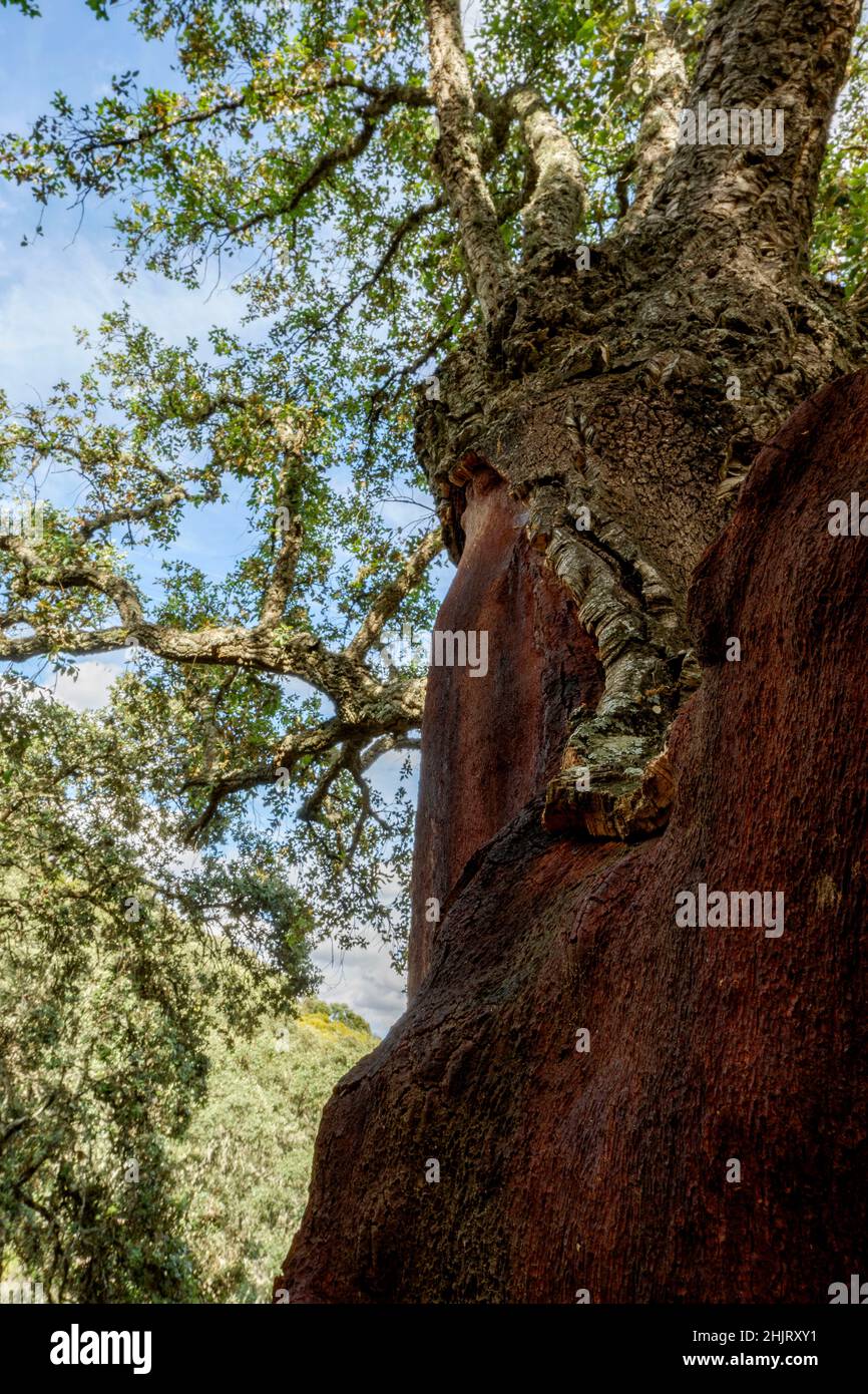 Sughero querce nel Parco Nazionale di Monfragüe nella rete natura 2000 Extremadura Spagna Foto Stock
