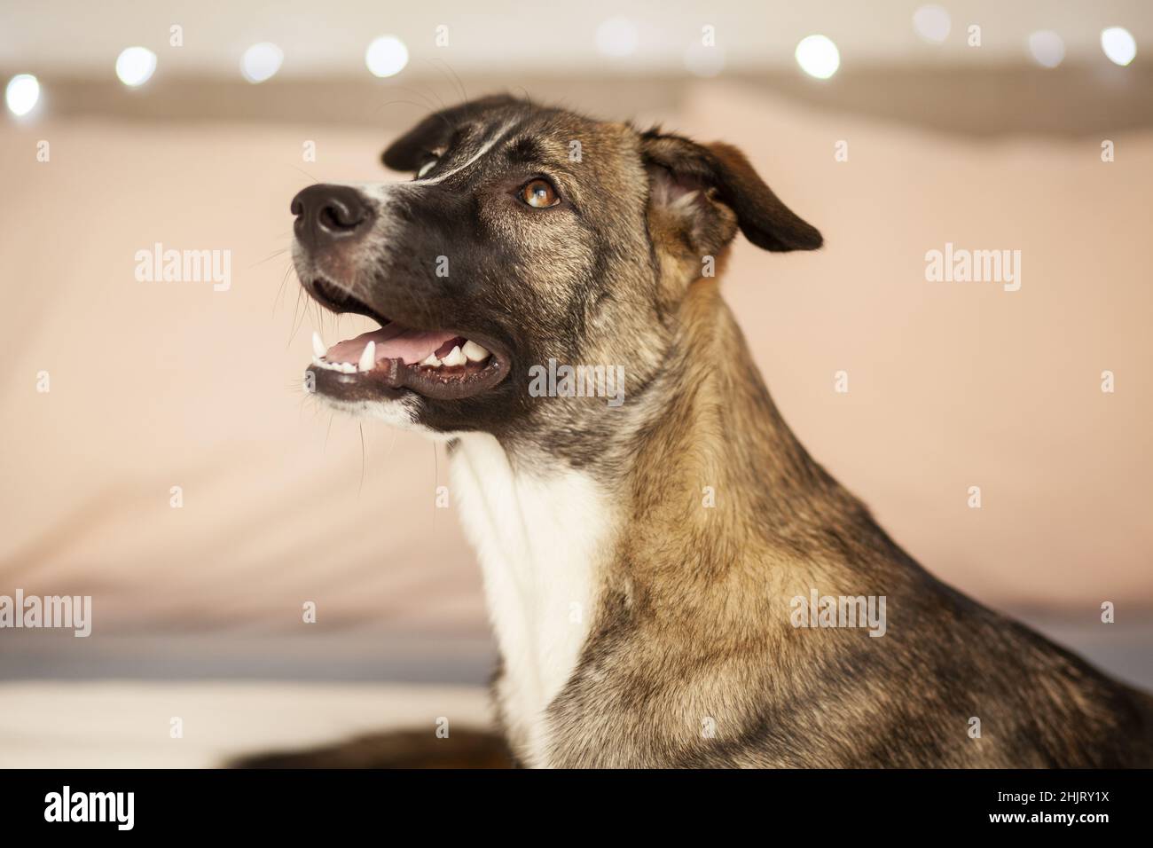 Cane che guarda in su, Husky, goberian, fuoco selettivo Foto Stock