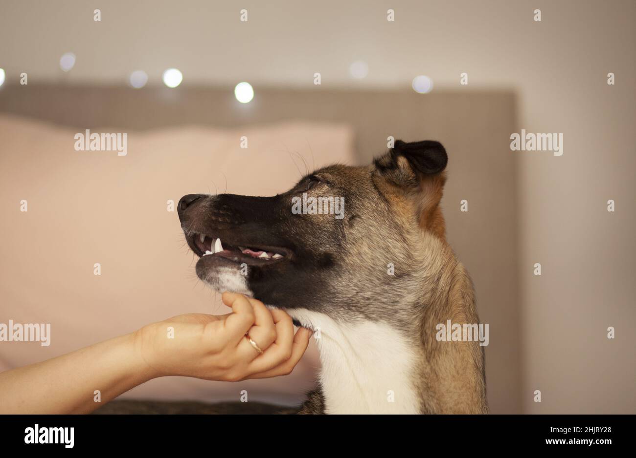 Ritratto di cane guardando in su, ratiera, fuoco selettivo Foto Stock