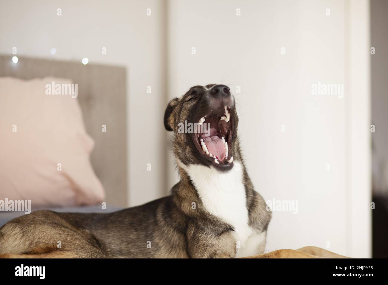 Razza mista cane imbardata, fuoco selettivo Foto Stock