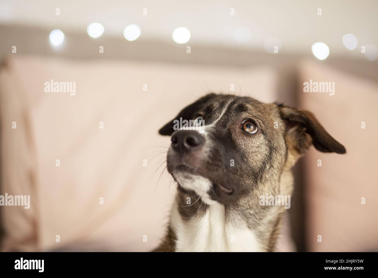 Cane che guarda in su, Husky, goberian, fuoco selettivo Foto Stock