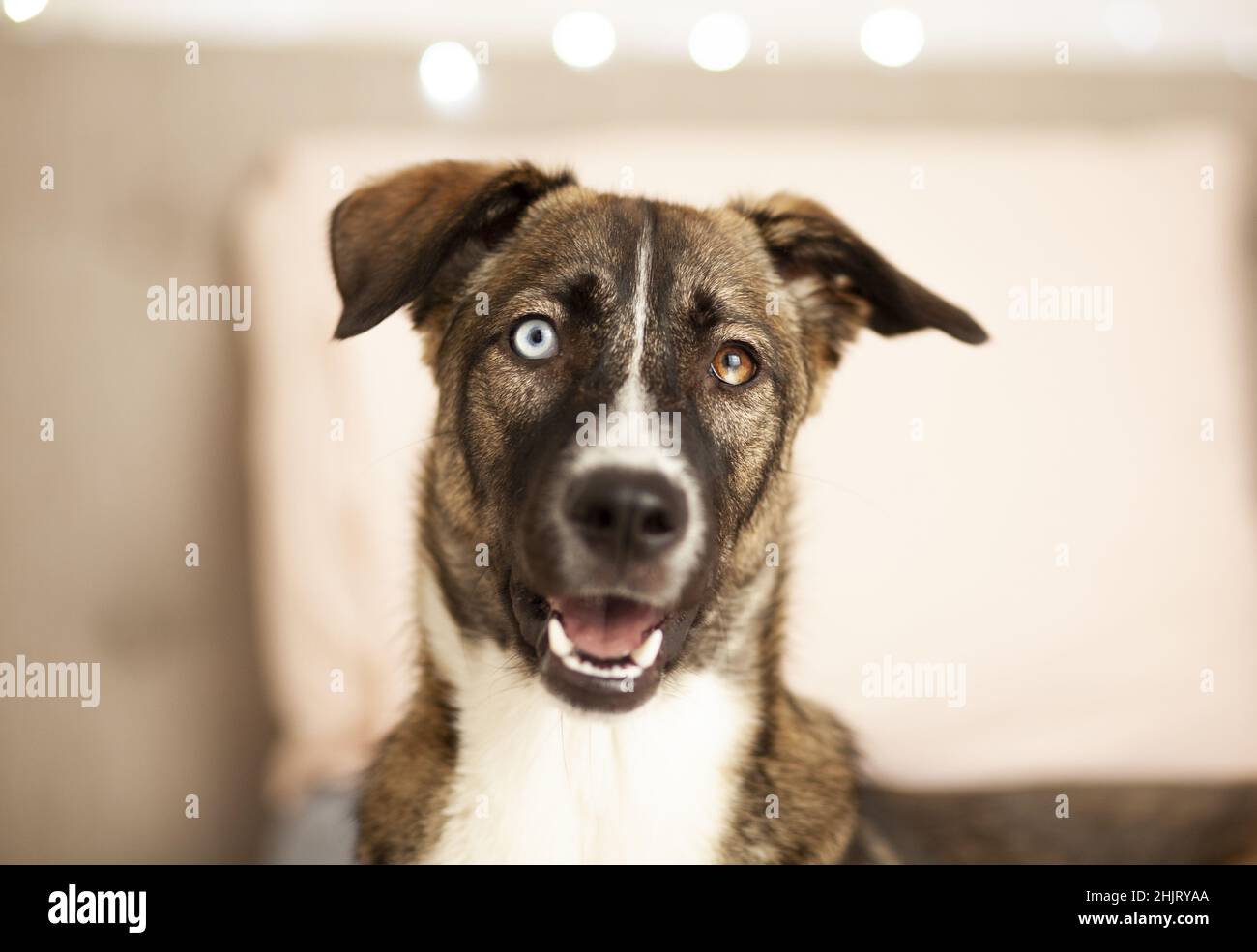 Happy dog ​​looking a macchina fotografica, goberiano, Husky, primo piano vista, fuoco selettivo Foto Stock