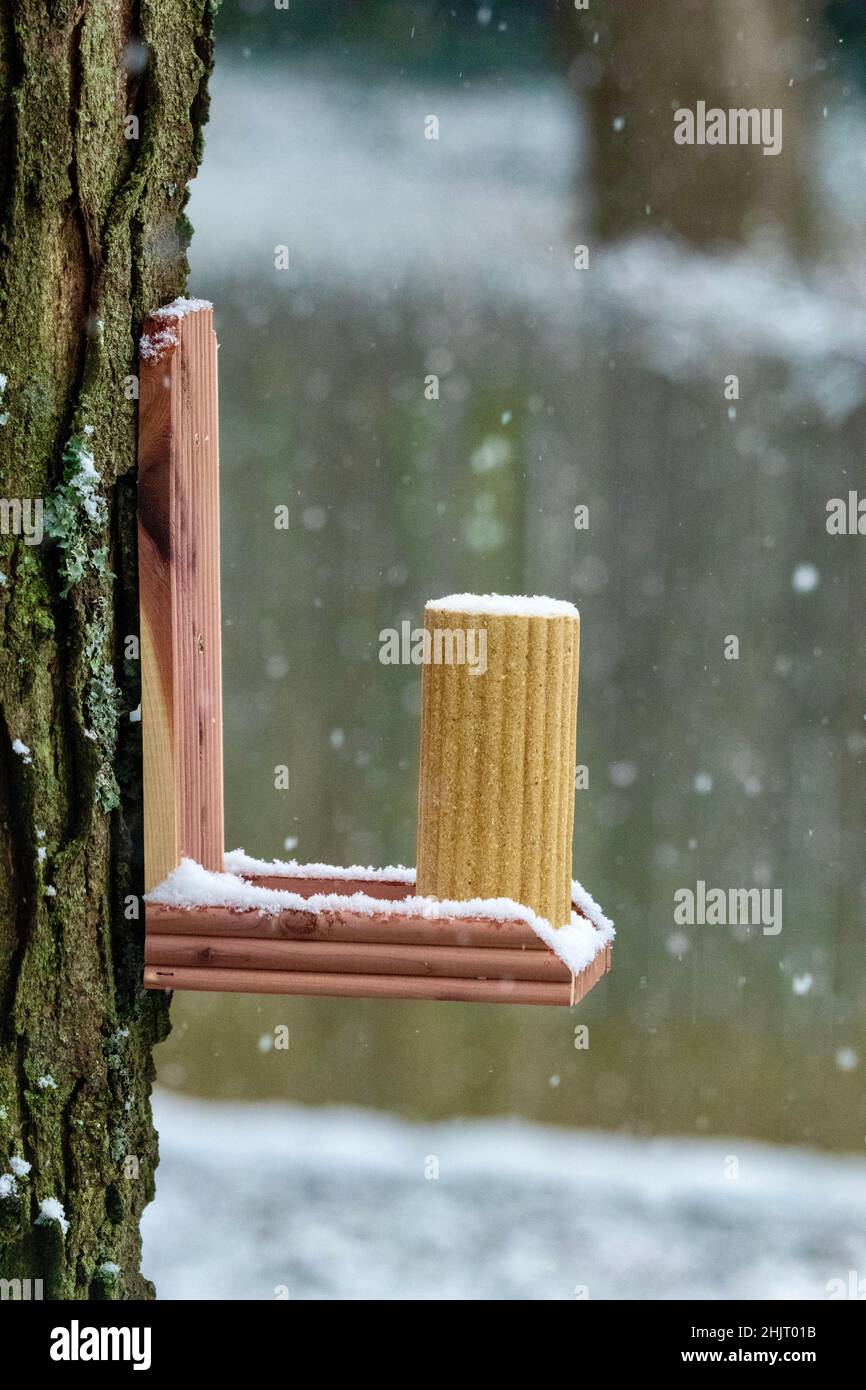 Alimentatore scoiattolo su un albero durante l'inverno Foto Stock