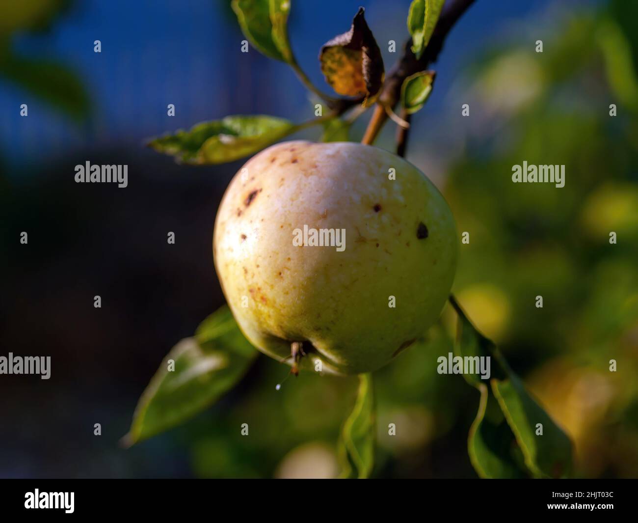 mele giovani su rami in giardino, in estate Foto Stock