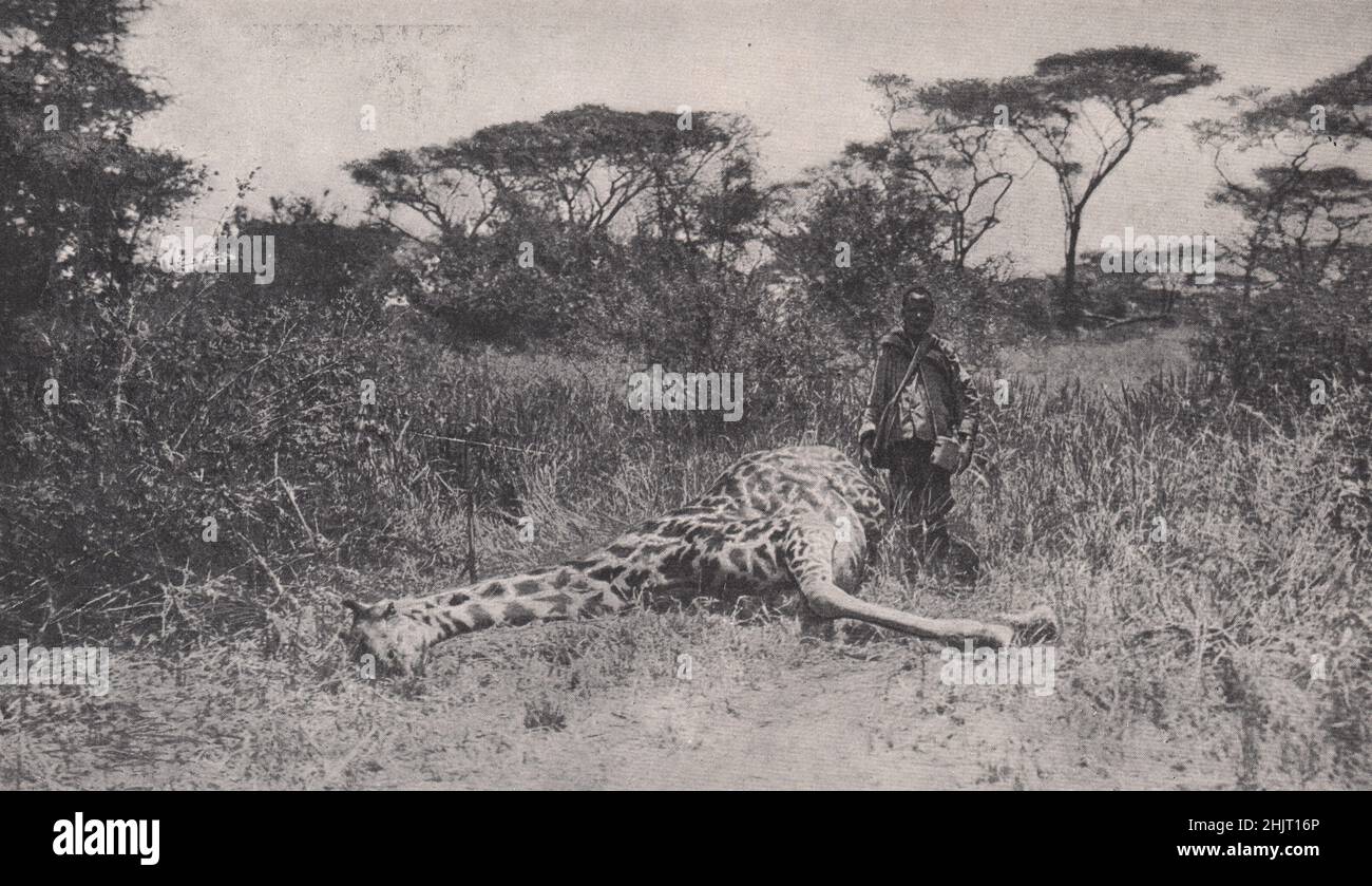 La via dell'estinzione: Magnifica giraffa sparata nel Paese Bush di Rhodesia. Zimbabwe. Africa australe (1923) Foto Stock