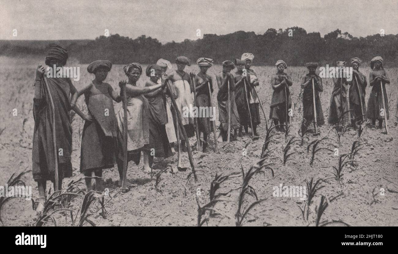 Le donne native che si accingano a un campo di mais, il raccolto più importante in Sudafrica. Africa australe (1923) Foto Stock