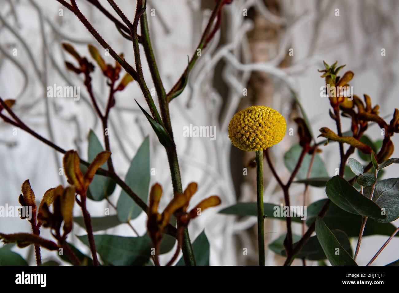 bouquet di fiori con craspedia e zampa di canguro Foto Stock