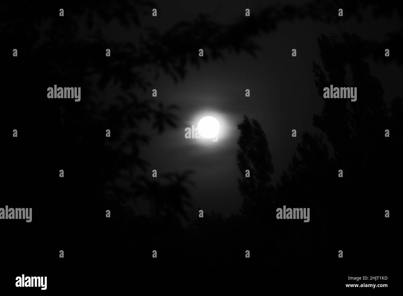 luna piena nel cielo notturno tra gli alberi in bianco e nero Foto Stock