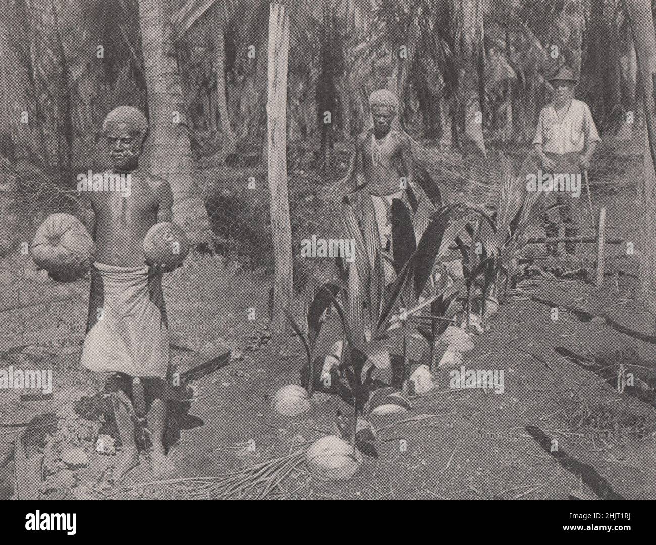 Vivaio di germinazione di cocco delle Isole Salomone. Isole del Pacifico del Sud (1923) Foto Stock