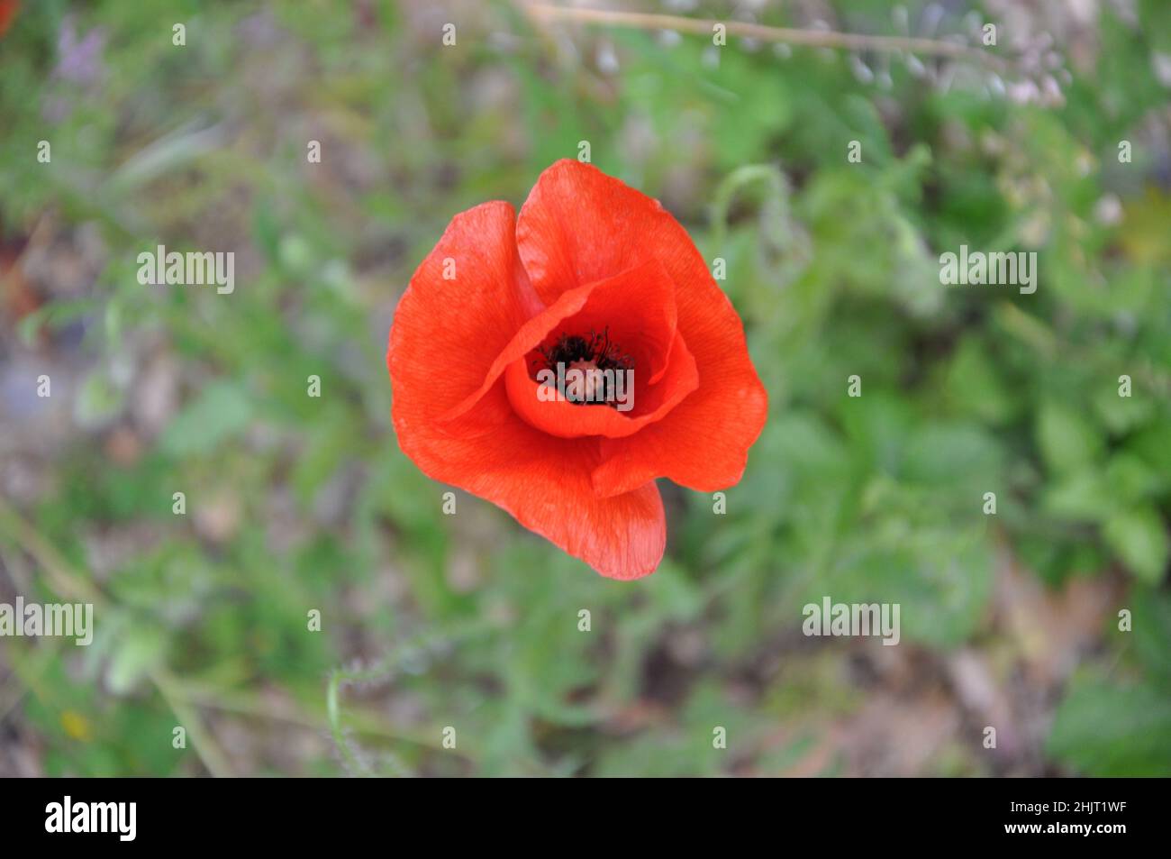 Papavero rosso nel campo verde. Papavero rosso polacco nella natura, isolato. Un papavero rosso solo sullo sfondo di un prato pieno di margherite. Foto Stock
