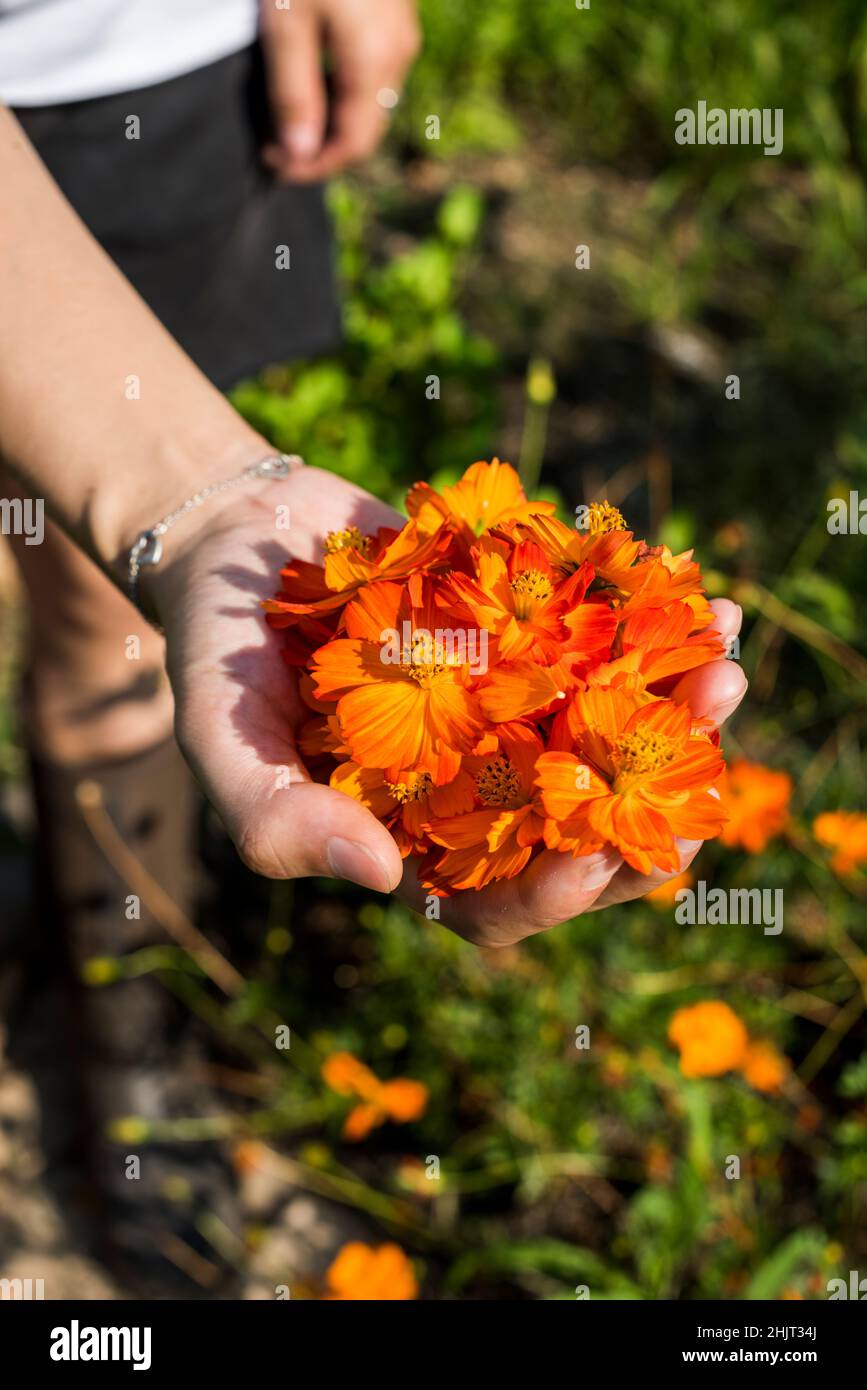 Raccolta del Cosmo dello zolfo per colorante naturale Foto Stock