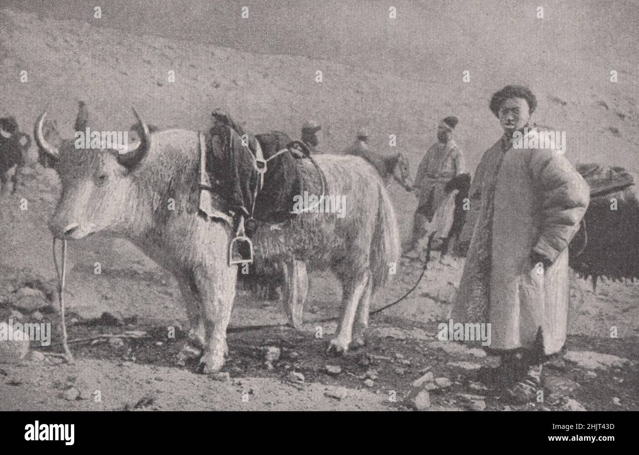 'Cavallo' a capelli lunghi addomesticati del Sin-Kiang Kirghiz. Xinjiang. Asia Centrale (1923) Foto Stock