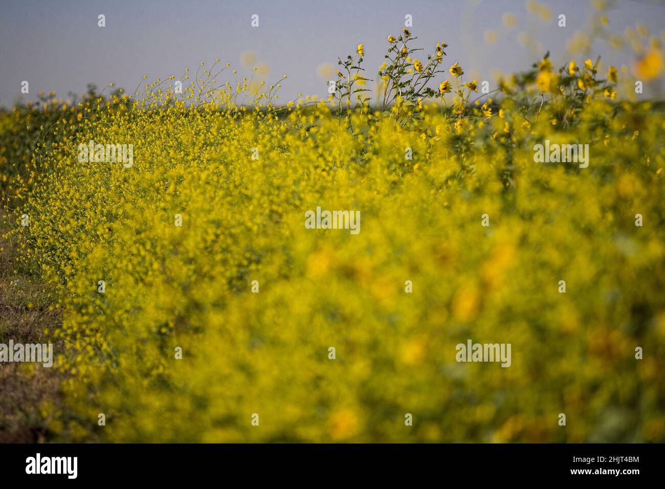 Campo agricolo con fiori di girasole gialli nella comunità di Villa Juarez, Obregon, Messico. (Foto: Luis Gutierrez/ NortePhoto.com) campo agrícola con flores amarillas girasoles en la comunidad de Villa Juarez, Obregon, Messico. (Foto:Luis Gutierrez/ NortePhoto.com) Foto Stock