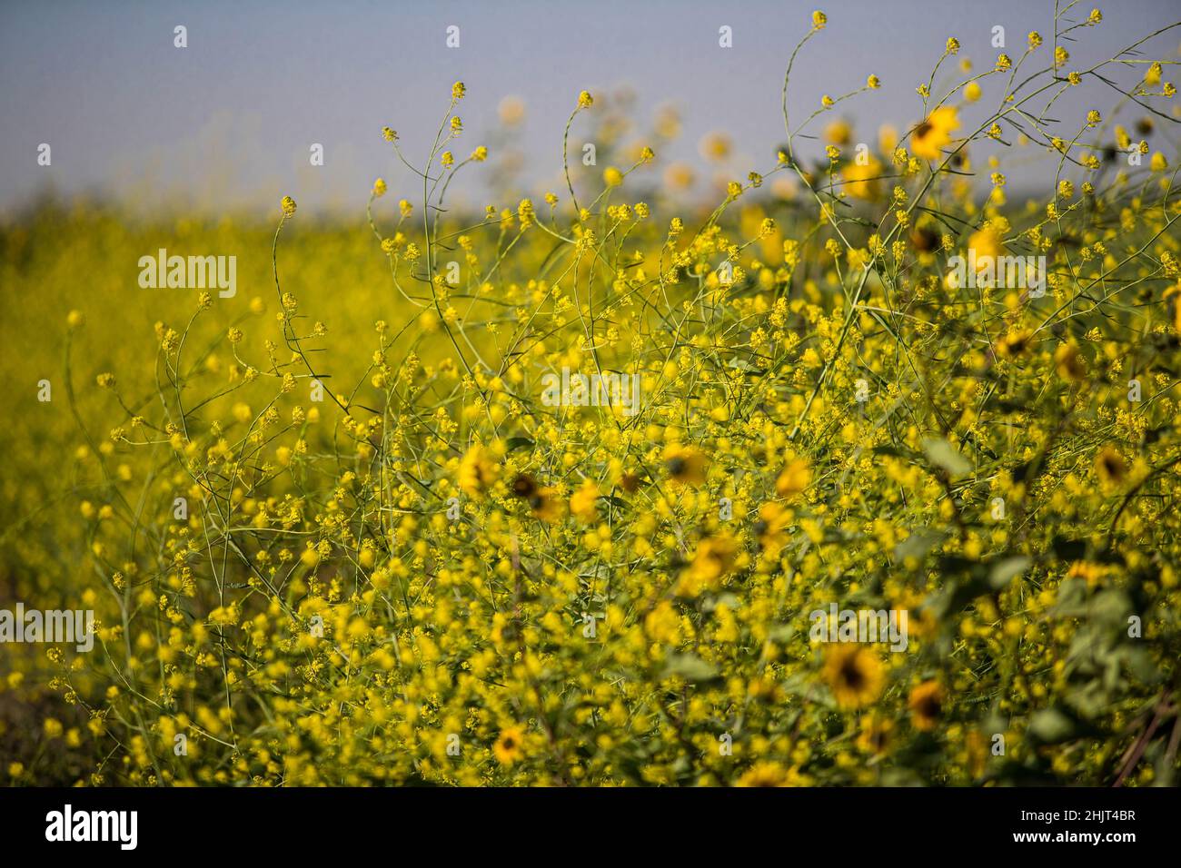 Campo agricolo con fiori di girasole gialli nella comunità di Villa Juarez, Obregon, Messico. (Foto: Luis Gutierrez/ NortePhoto.com) campo agrícola con flores amarillas girasoles en la comunidad de Villa Juarez, Obregon, Messico. (Foto:Luis Gutierrez/ NortePhoto.com) Foto Stock