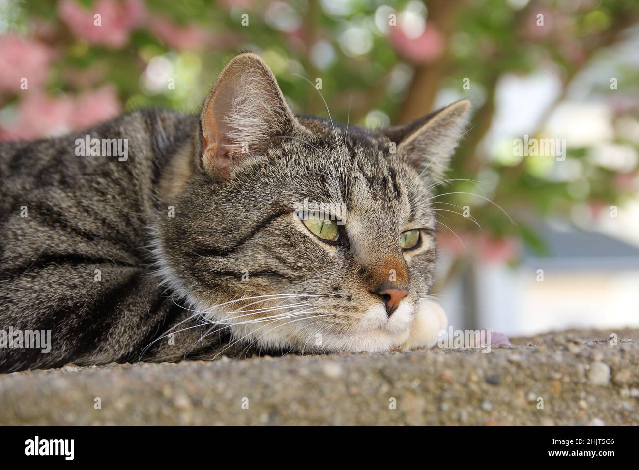 Un primo piano di un gatto grigio che giace a terra, che guarda triste Foto Stock