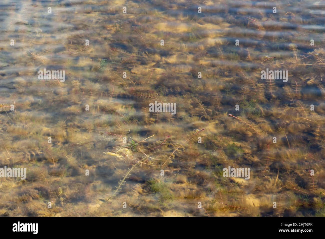 alghe sotto acqua pulita, spazio di copia, luogo per il testo Foto Stock